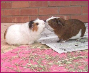 guinea pigs meeting, guinea pig nose bump, guinea pig introduction