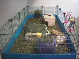 guinea pig housing, guinea pig pen, guinea pig cage