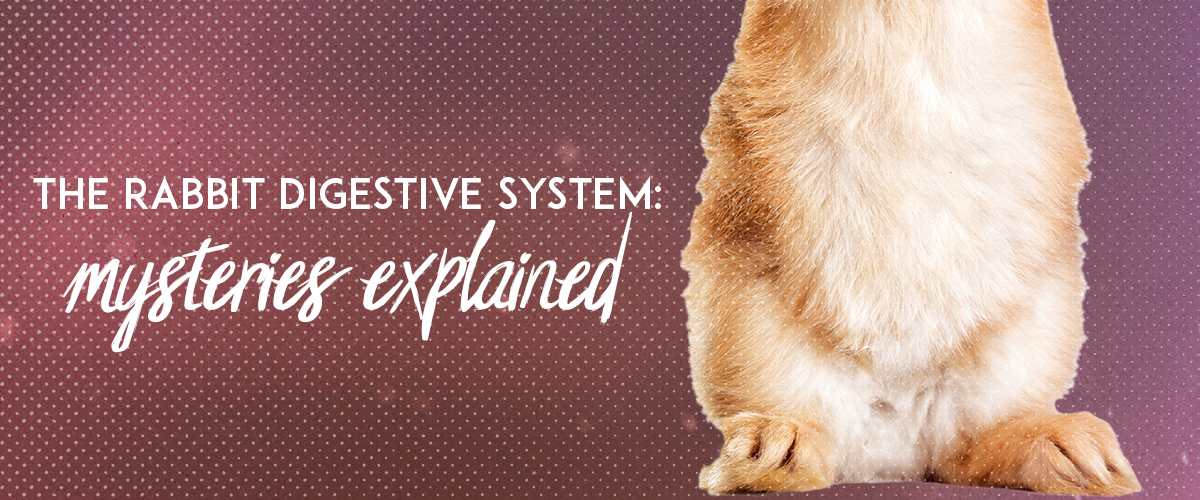 rabbit digestive system explained. Rabbit GI tracts are odd... Small Pet Select