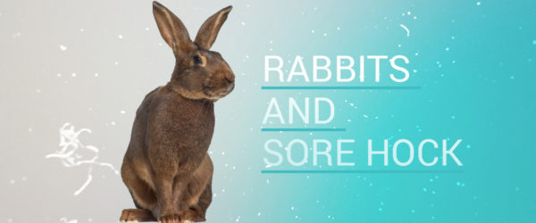 rabbits and sore hock p1