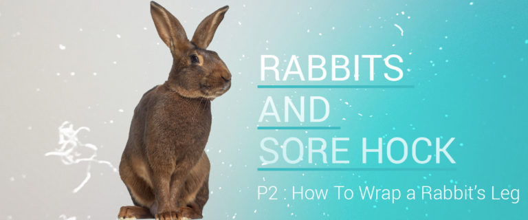 rabbits and sore hock p2