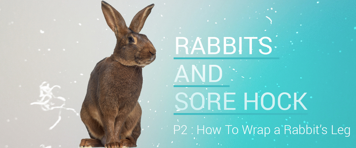 Rabbits and sore hock, pt. 2 how to wrap a rabbit's leg Small Pet