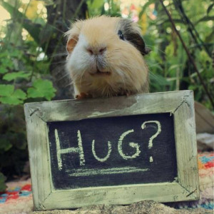 guinea pig asking for hug, cute guinea pig, friendly guinea pig