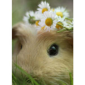 girl guinea pig, guinea pig sow, guinea pig with flowers