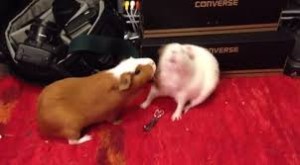guinea pig fight, guinea pigs fighting, guinea pig introductions