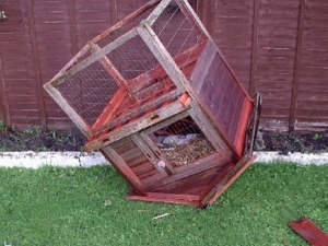 dangers of keeping rabbit in hutch, dangers of keeping rabbit out