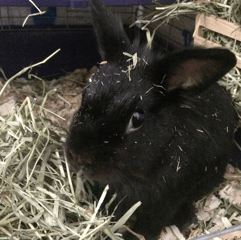 rabbit loves Small Pet Select hay