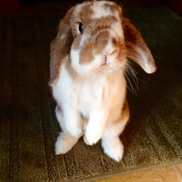 radar the rabbit is healthy due to small pet select hay