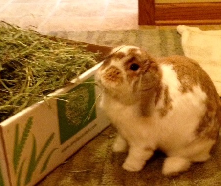 Radar rabbit loves his small pet select hay