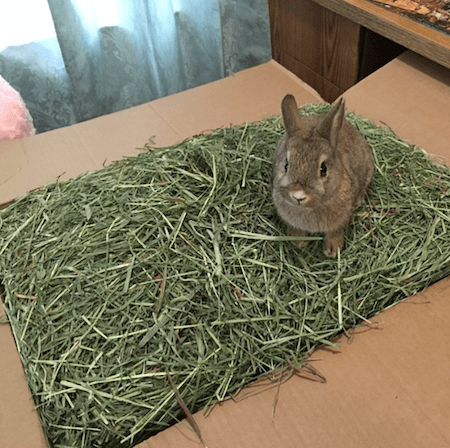rabbits need hay