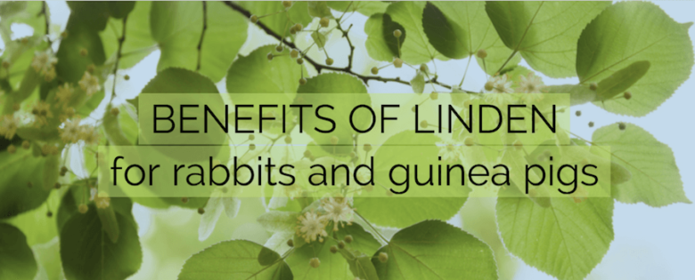 benefits of linden for rabbits and guinea pigs