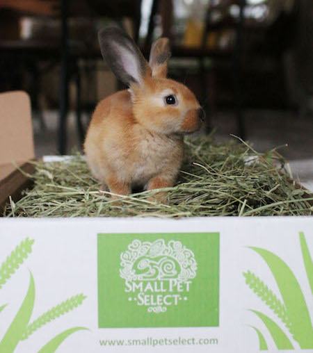 brown rabbit in hay box