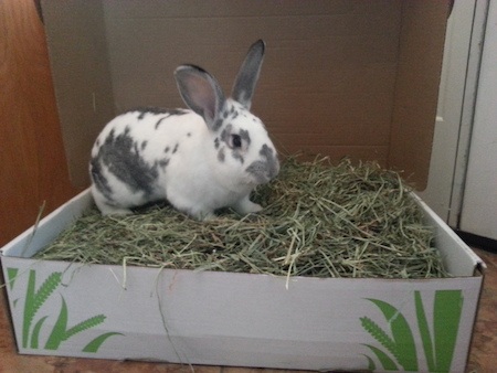 freddy rabbit enjoying small pet select hay