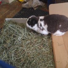 happy rabbit in small pet select hay