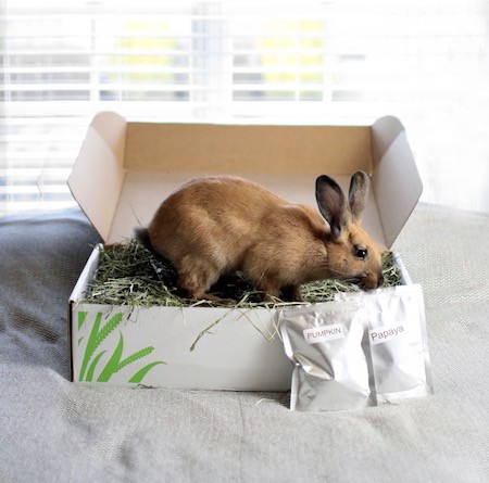 rabbit eating hay at window
