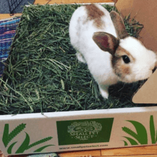 smiling rabbit in hay box