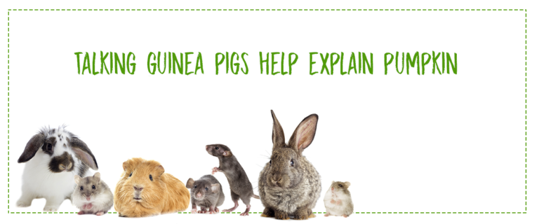 Talking guinea pigs help explain pumpkin