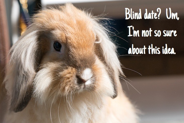 rabbit bonding: first dates