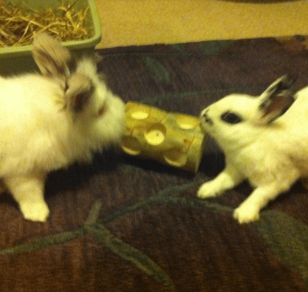 Rabbit bonding: is it true love