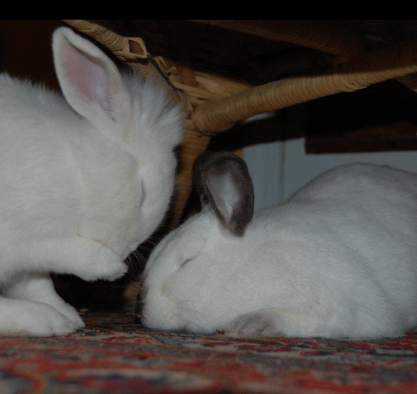 rabbit bonding grooming