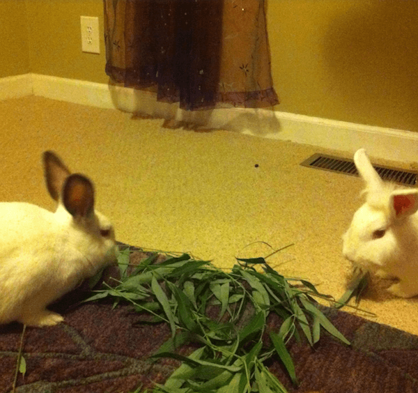 rabbit bonding eating together