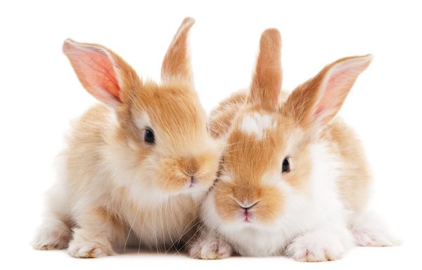 rabbit bonding: swapping spaces