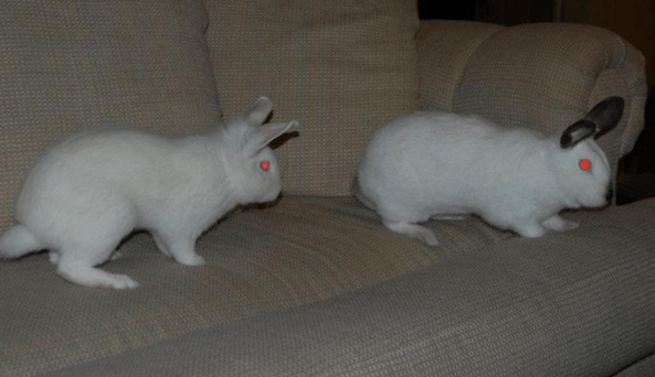 rabbit bonding chasing