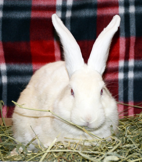 rabbit may not eat enough timothy hay