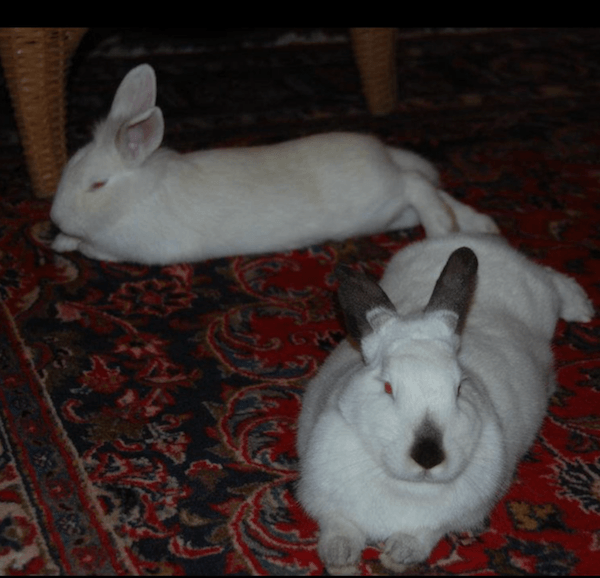 rabbit bonding mirroring