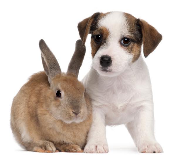 puppy with rabbit