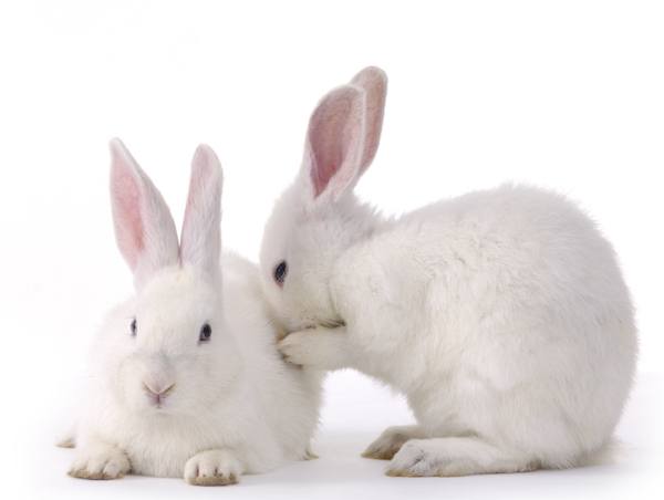 rabbit bonding: bunny courtship