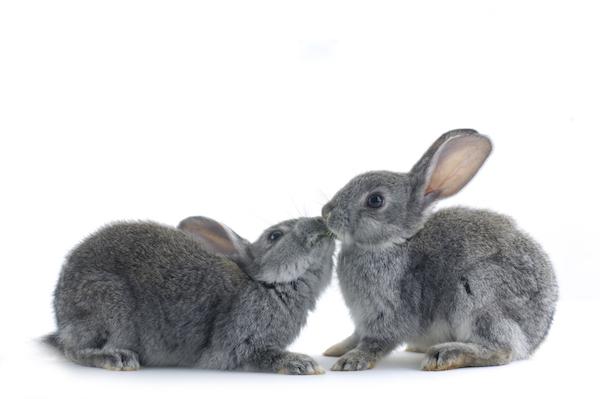 rabbit bonding: before you start, read this