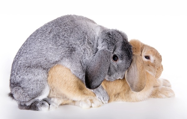 rabbit bonding mounting