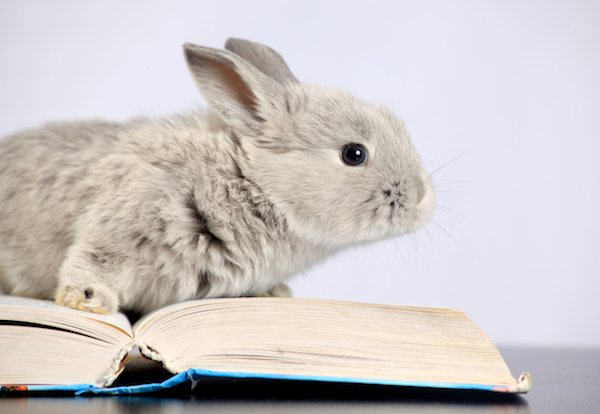 rabbit reference books