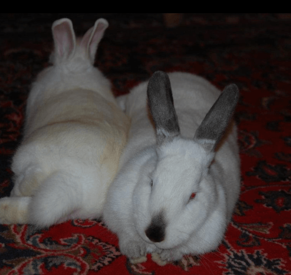 rabbit bonding: let's move in together