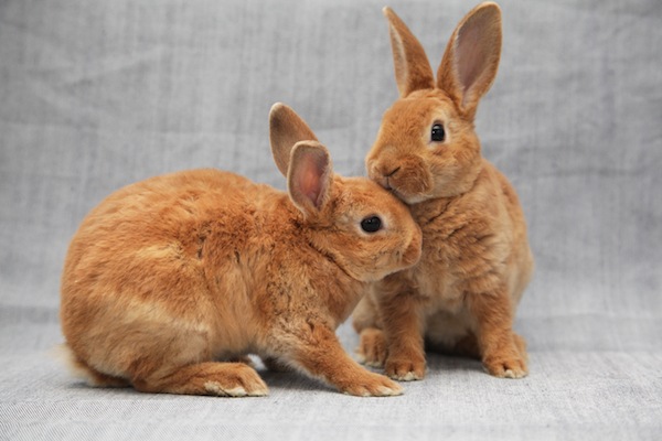 rabbit bonding: before you start