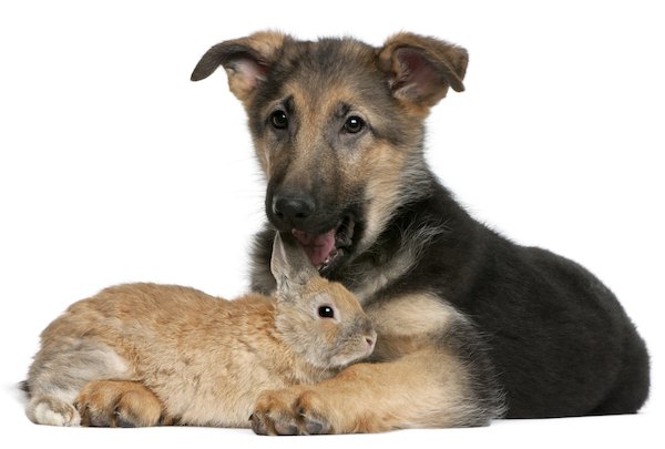 shepherd puppy with rabbit