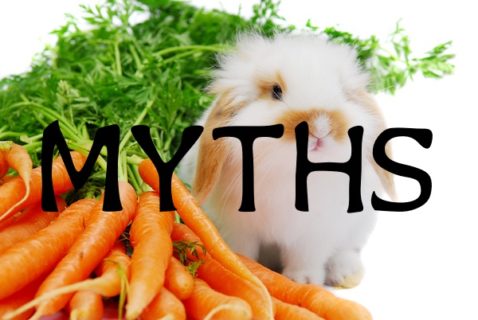 rabbit myths