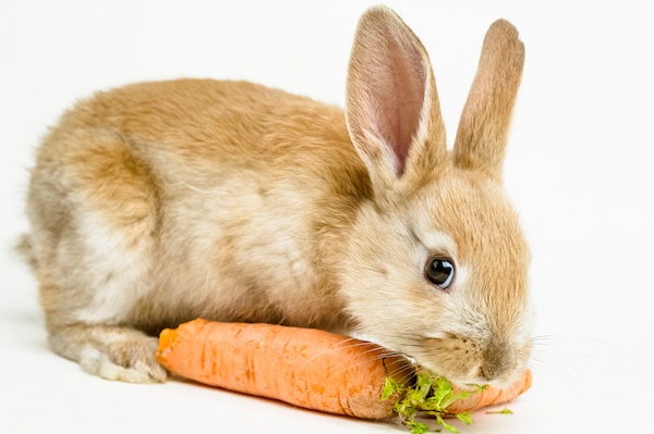 rabbit protecting carrot