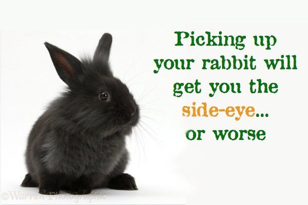 rabbits don't like to be picked up