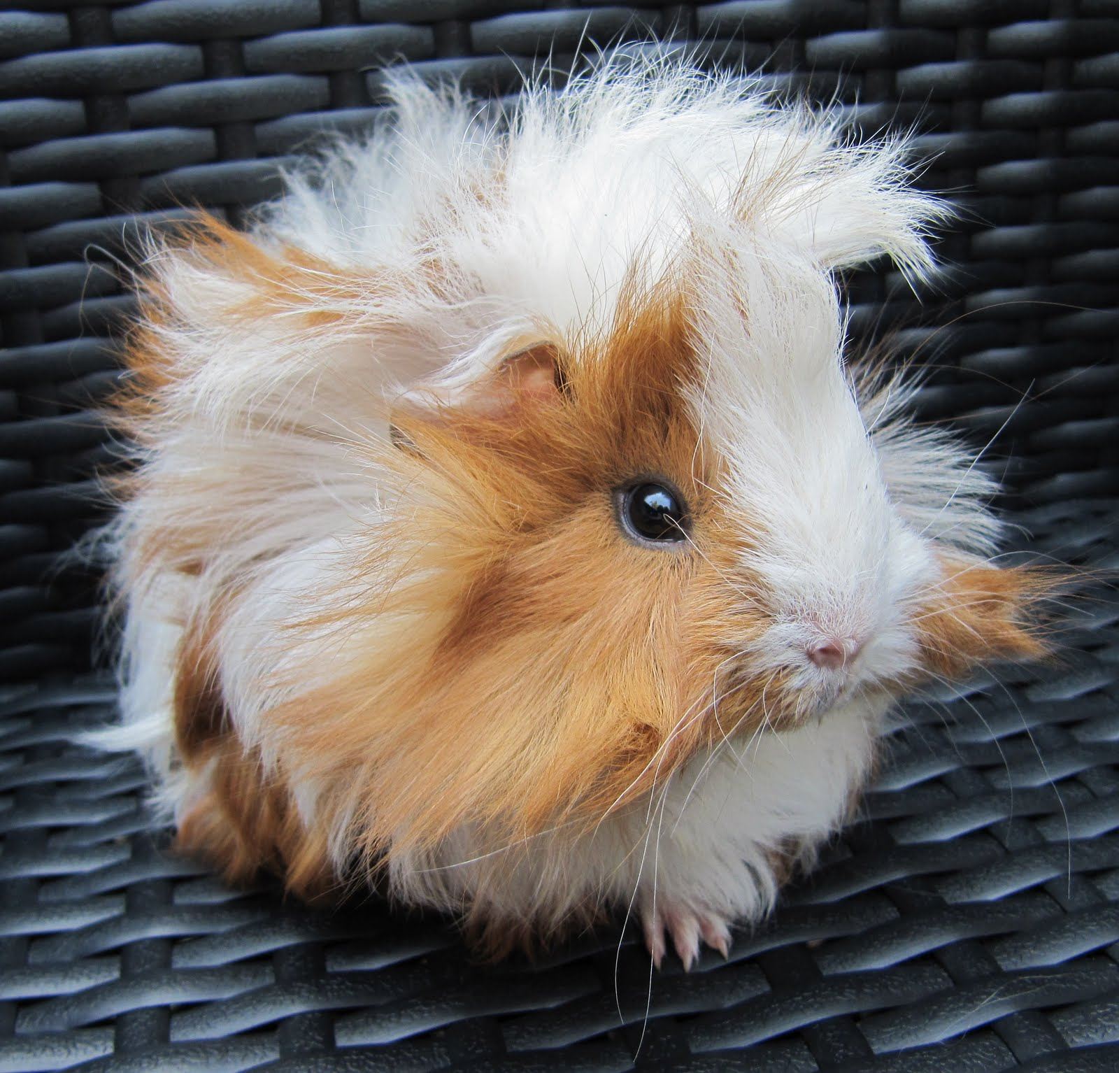 silly guinea pig fur