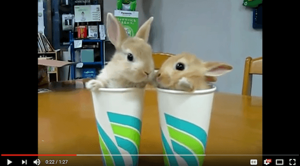 bunny blind date bunny blind date