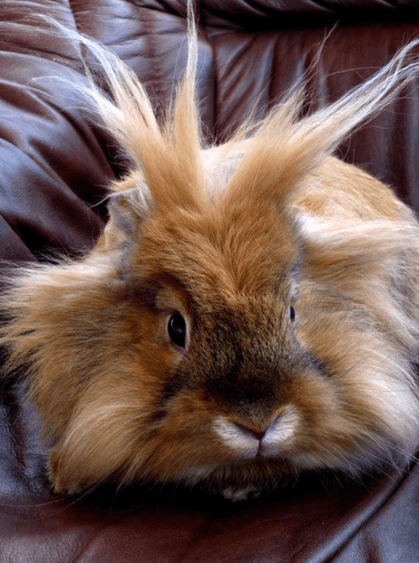 rabbit spiky fur