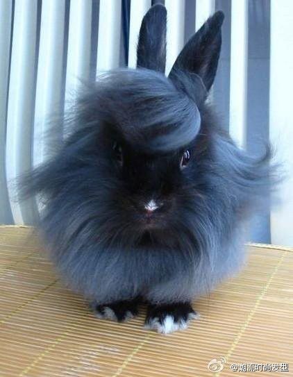 rabbit hairstyle