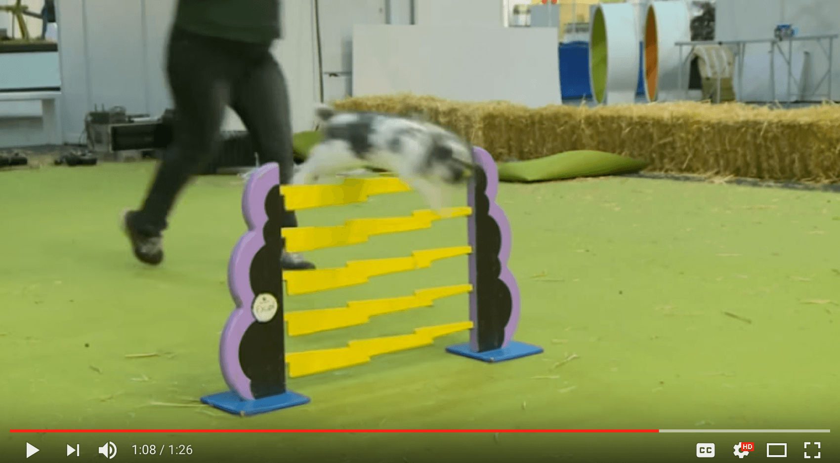 rabbit jumping contest rabbit jumping contest