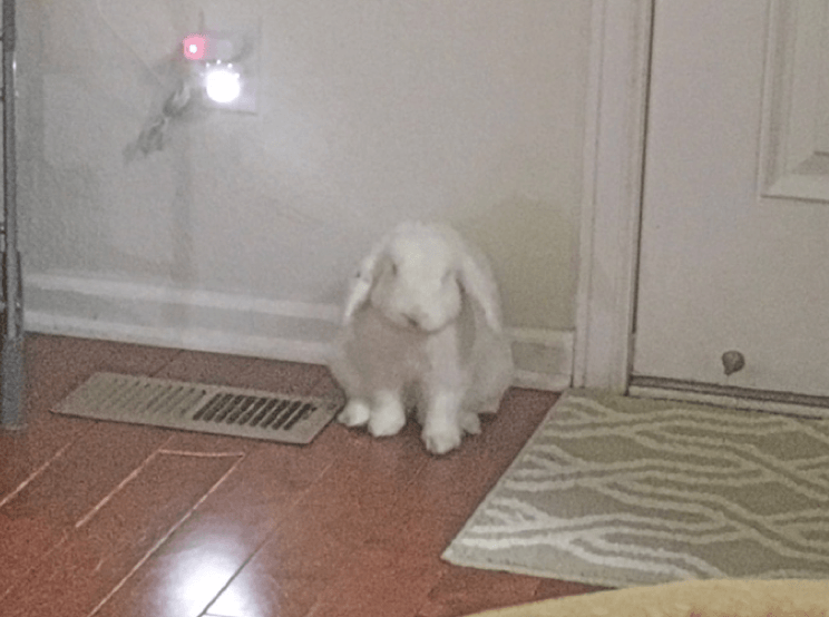 rabbit behavior