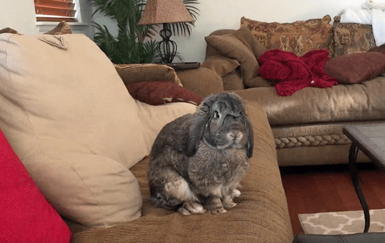 rabbit behavior toward owner
