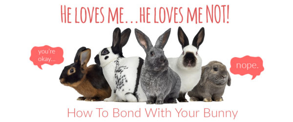 how to bond with bunny