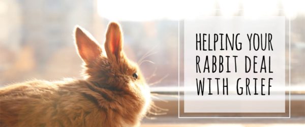 helping rabbits deal with grief