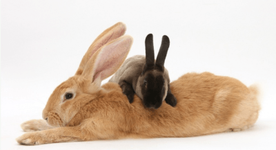 napping rabbits